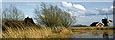 vogels van moeras- en riet-land