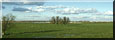 weidevogels